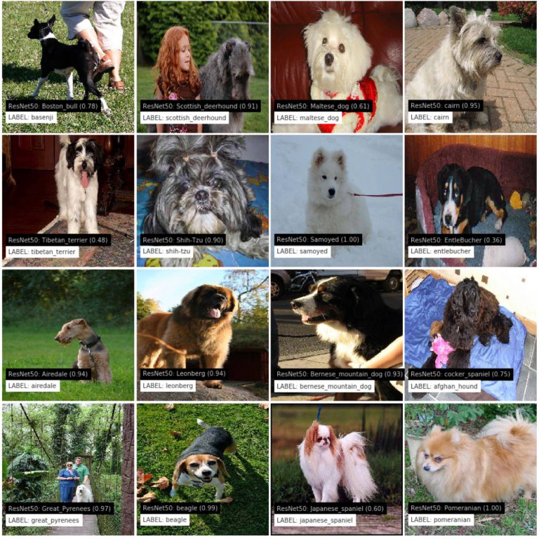 dog breed project